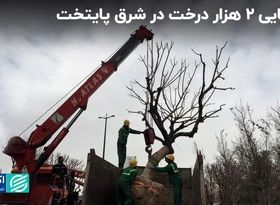 از شعرخوانی نرجس سلیمانی برای زاکانی تا جابه جایی ۲ هزار درخت درشرق پایتخت