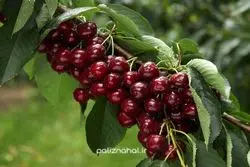 فائو : 40 درصد خسارت محصولات کشاورزی ایران ناشی از آفات 