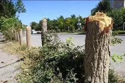 پرونده درخت کشی باشگاه انقلاب به دادگاه تجدید نظر رفت 