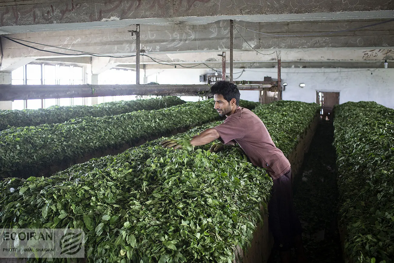 چای ایرانی؛ از حاشیه بازار داخلی تا صادرات به 24 کشور