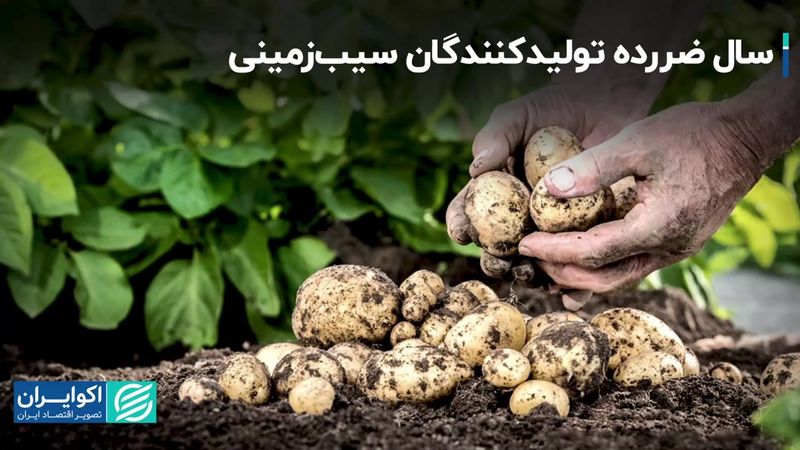 سال ضررده تولیدکنندگان سیب‌زمینی/ بازی دو سر باخت محصولات جالیزی