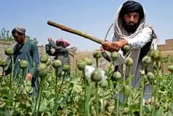 ایران به سمت کشت خشخاش میرود؟؛ گیاه جدید برای تولید دارو معرفی شد