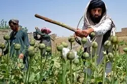 ایران به سمت کشت خشخاش میرود؟؛ گیاه جدید برای تولید دارو معرفی شد