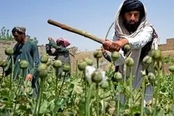 ایران به سمت کشت خشخاش میرود؟؛ گیاه جدید برای تولید دارو معرفی شد