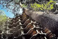 طرح چمران برای خانه سازی در باغات

