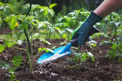 استفاده از باکتری‌های تقویت‌شده به جای کودهای شیمیایی