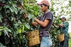 قیمت جهانی قهوه چطور به بالاترین حد تاریخی خود رسید؟