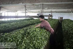 چایکاران در بلاتکلیفی مطالبات؛ تنها 60 درصد پرداخت شد