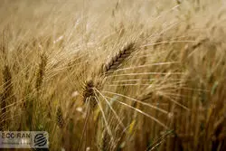 ثبت بیشترین واردات گندم از روسیه در سال 1401