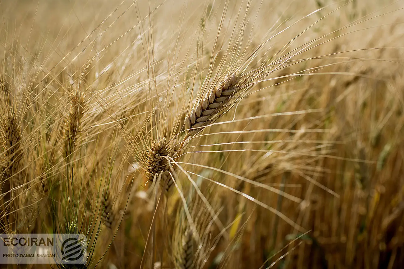 نرخ خرید تضمینی گندم اعلام شد