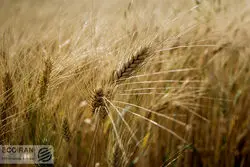 نرخ خرید تضمینی گندم اعلام شد