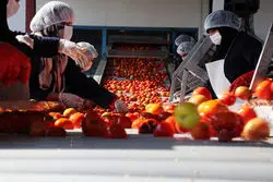 رب گران شد؛ قیمت جدید چند؟  