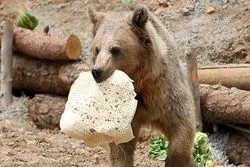 بیش از یک دهه خطای انسانی در سبلان؛ چرا خرس‌ها به انسان‌ها نزدیک می‌شوند؟ 