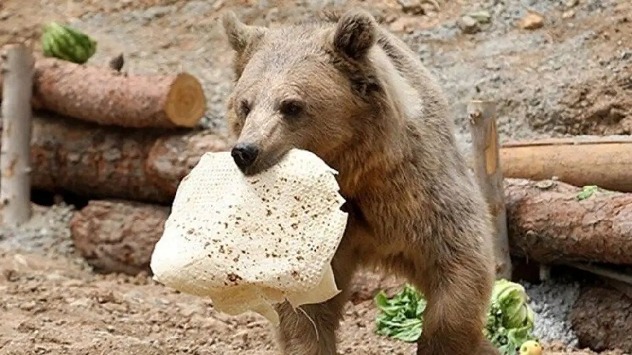 بیش از یک دهه خطای انسانی در سبلان؛ چرا خرس‌ها به انسان‌ها نزدیک می‌شوند؟ 