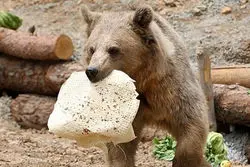 بیش از یک دهه خطای انسانی در سبلان؛ چرا خرس‌ها به انسان‌ها نزدیک می‌شوند؟ 