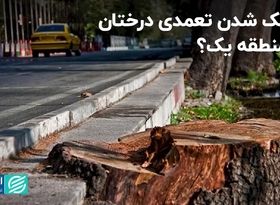 خشک شدن تعمدی درختان در منطقه یک؟