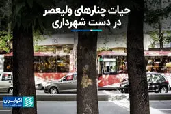 حیات چنارهای ولیعصر در دست شهرداری