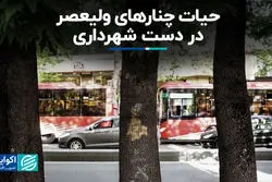 حیات چنارهای ولیعصر در دست شهرداری