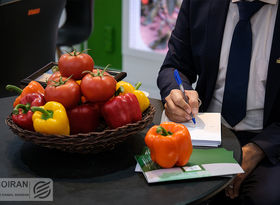 حذف نمونه‌برداری از بذرهای گوجه‌فرنگی و فلفل در مبادی ورودی