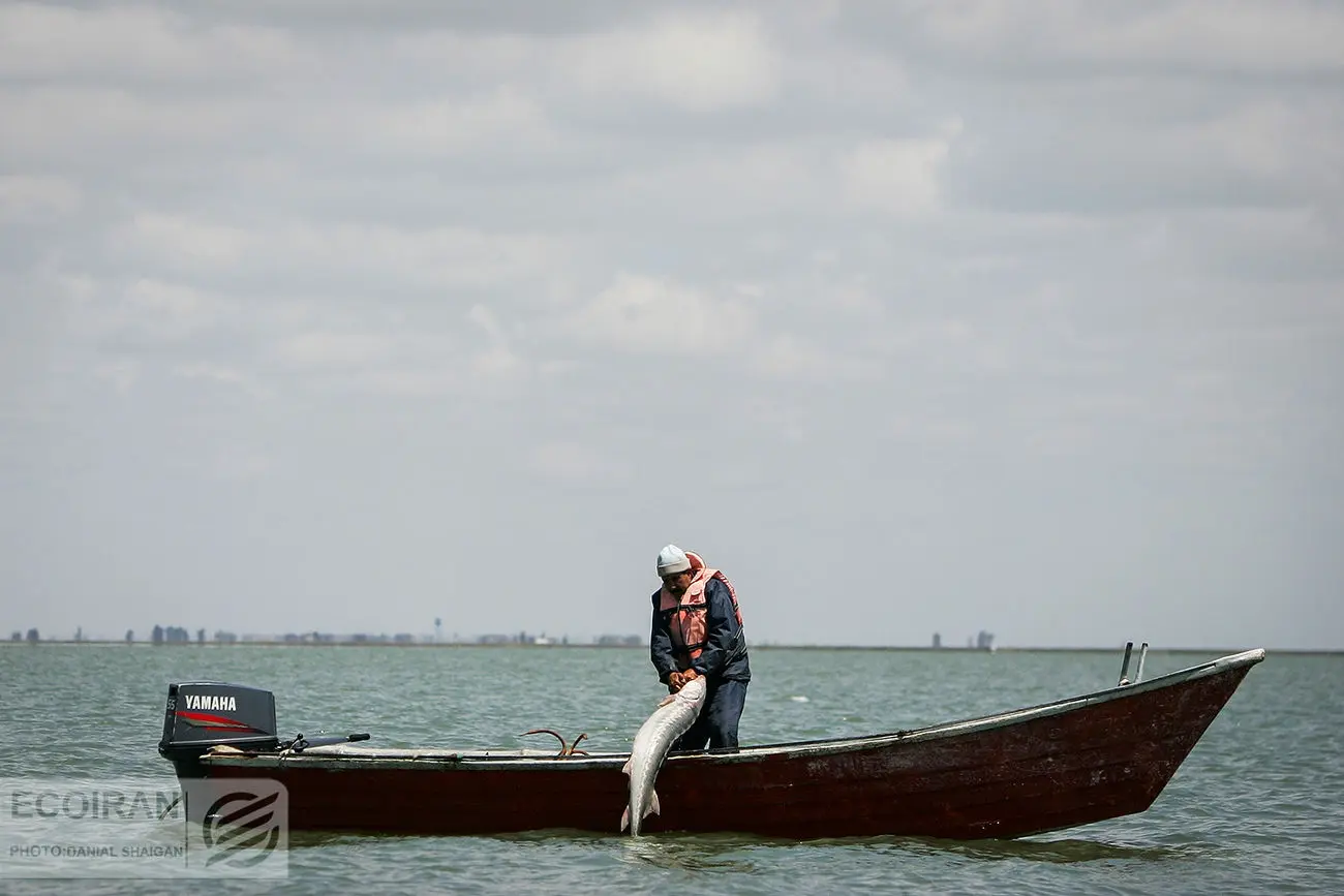 تمدید ممنوعیت صید خاویار در دریای خزر تا سال 2025