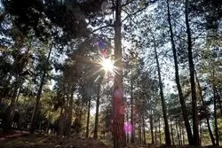 حمله سوسک پوست خوار کاج به بوستان‌های جنگلی تهران 