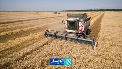 بحران دریای سیاه با امنیت غذایی جهان چه خواهد کرد؟
