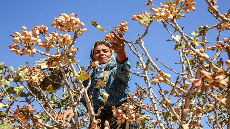 حراج پسته ایران برای تامین ارز واردات