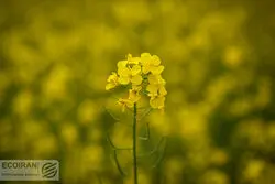 افت شدید تولید کلزا؛ ذخایر به پایین‌ترین سطح رسید