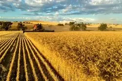 شمال‌ غرب کشور پیشتاز کشت قرار دادی ؛ کدام استان اول شد؟