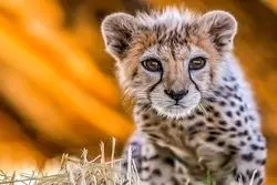 جزئیات تازه از علت مرگ پیروز / پای خطای دامپزشکی در میان است؟