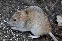 ​ 31 استان کشور با کدام نوع موش‌ها درگیرند؟

