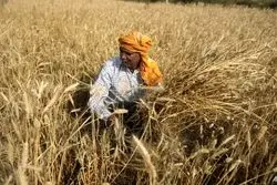 غلات گران شد؛ روغن ارزان