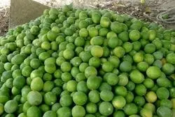 آخرین وضعیت خرید توافقی و تضمینی محصولات کشاورزی