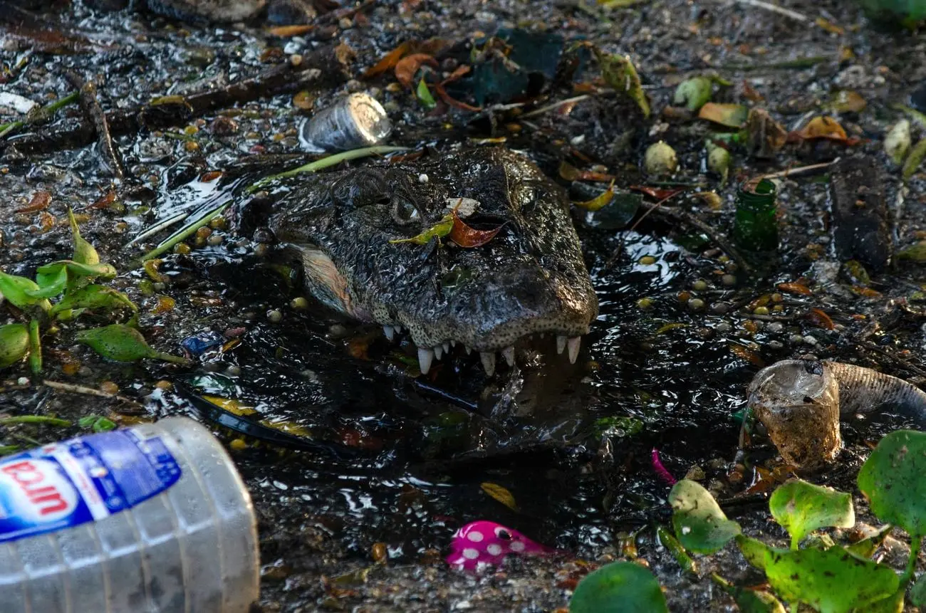 برنامه شهرداری برای کاهش جمعیت موش ؛سم گیاهی جواب نداد