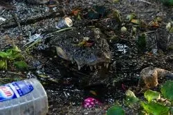 برنامه شهرداری برای کاهش جمعیت موش ؛سم گیاهی جواب نداد