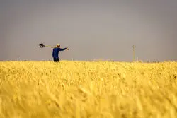 طرح خرید تضمینی گندم کلید خورد