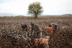 واردات انبوه پنبه در 1402 / کاهش تولید در 1403