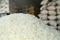 آغاز خرید برنج شمال توسط زنجیره‌ها و بازرگانان از هفته آینده