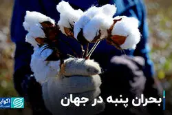 بحران پنبه در جهان