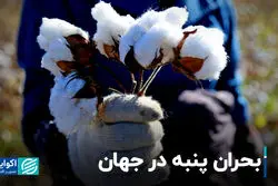 بحران پنبه در جهان