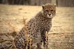 پیروز تلف شد