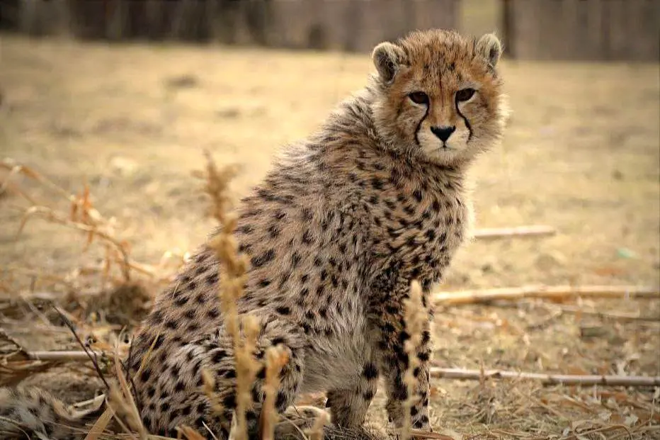 پیروز تلف شد