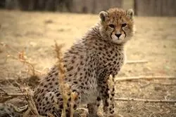 پیروز تلف شد