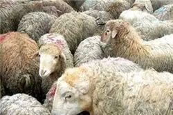 وقتی حاجی‌ها هم کم می‌آورند؛ خرید گوسفند اشتراکی

