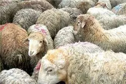 وقتی حاجی‌ها هم کم می‌آورند؛ خرید گوسفند اشتراکی

