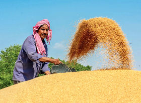 مناقصه بزرگ عربستان برای خرید گندم؛ ۵۹۵ هزار تن