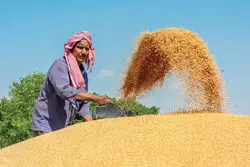 مناقصه بزرگ عربستان برای خرید گندم؛ ۵۹۵ هزار تن