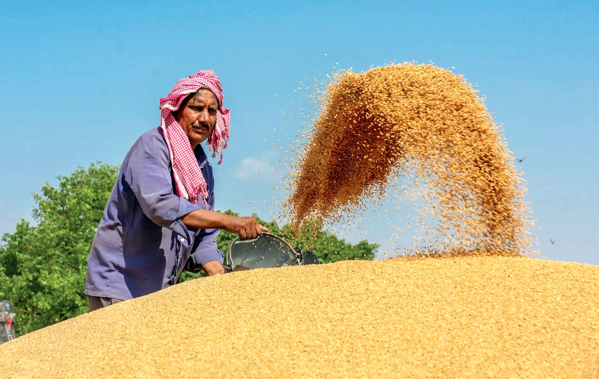 مناقصه بزرگ عربستان برای خرید گندم؛ ۵۹۵ هزار تن