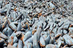 رقابت 13 درصدی فولادی‌ها برای آهن‌اسفنجی