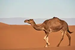 6 خواص گوشت شتر برای سلامتی